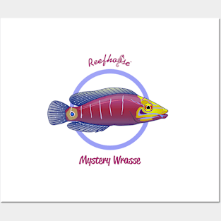 Mystery Wrasse Posters and Art